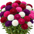 Illustration of mature Aster Bonita Mix pompon-style blooms in mixed colors. AI generated; not an actual photograph of this cultivar.