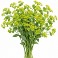 Illustration of mature Bupleurum Griffithii with chartreuse flowers and airy green bracts. AI generated; not a cultivar photograph.