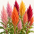 AI-generated illustration showing tall, upright Pampas Plume-style Celosia in pink, coral-orange, gold and deep crimson; not a photo of the actual plants.