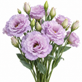 Illustration of lavender double-flowered lisianthus resembling Corelli Lavender Ice. AI generated; not an exact cultivar photograph.