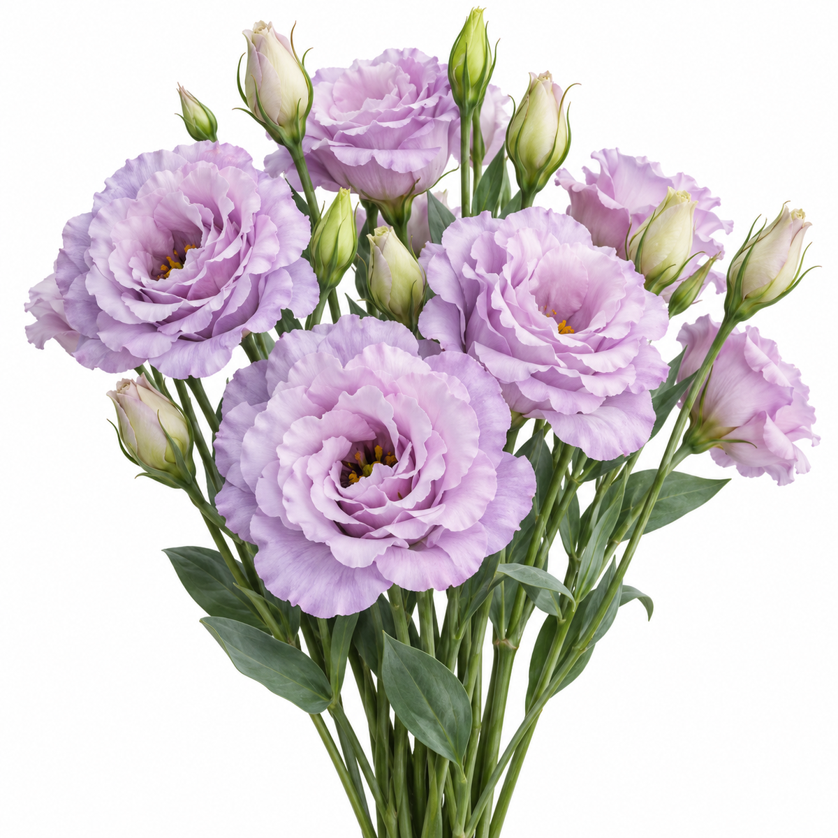 Illustration of lavender double-flowered lisianthus resembling Corelli Lavender Ice. AI generated; not an exact cultivar photograph.