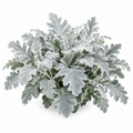 Illustration of a mature mound of silver Dusty Miller foliage, not a confirmed New Look specimen. AI generated.