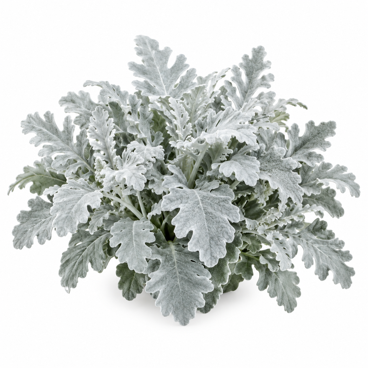 Illustration of a mature mound of silver Dusty Miller foliage, not a confirmed New Look specimen. AI generated.