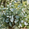 AI-generated illustration of mature Eucalyptus cinerea Silver Dollar foliage; oval rounded, silvery-blue leaves, not photograph of actual plugs.