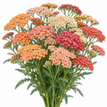 Illustration of mature Yarrow Fruit Bowl Mix stems with flat-topped flower clusters and foliage. AI generated; representative colors only.