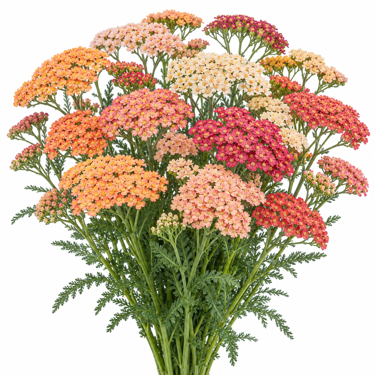 Illustration of mature Yarrow Fruit Bowl Mix stems with flat-topped flower clusters and foliage. AI generated; representative colors only.
