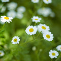 White single flowers of Tanacetum parthenium, representative of Vegmo Single; Dr Paul G Tuli CC BY-SA 3.0 Wikimedia Commons