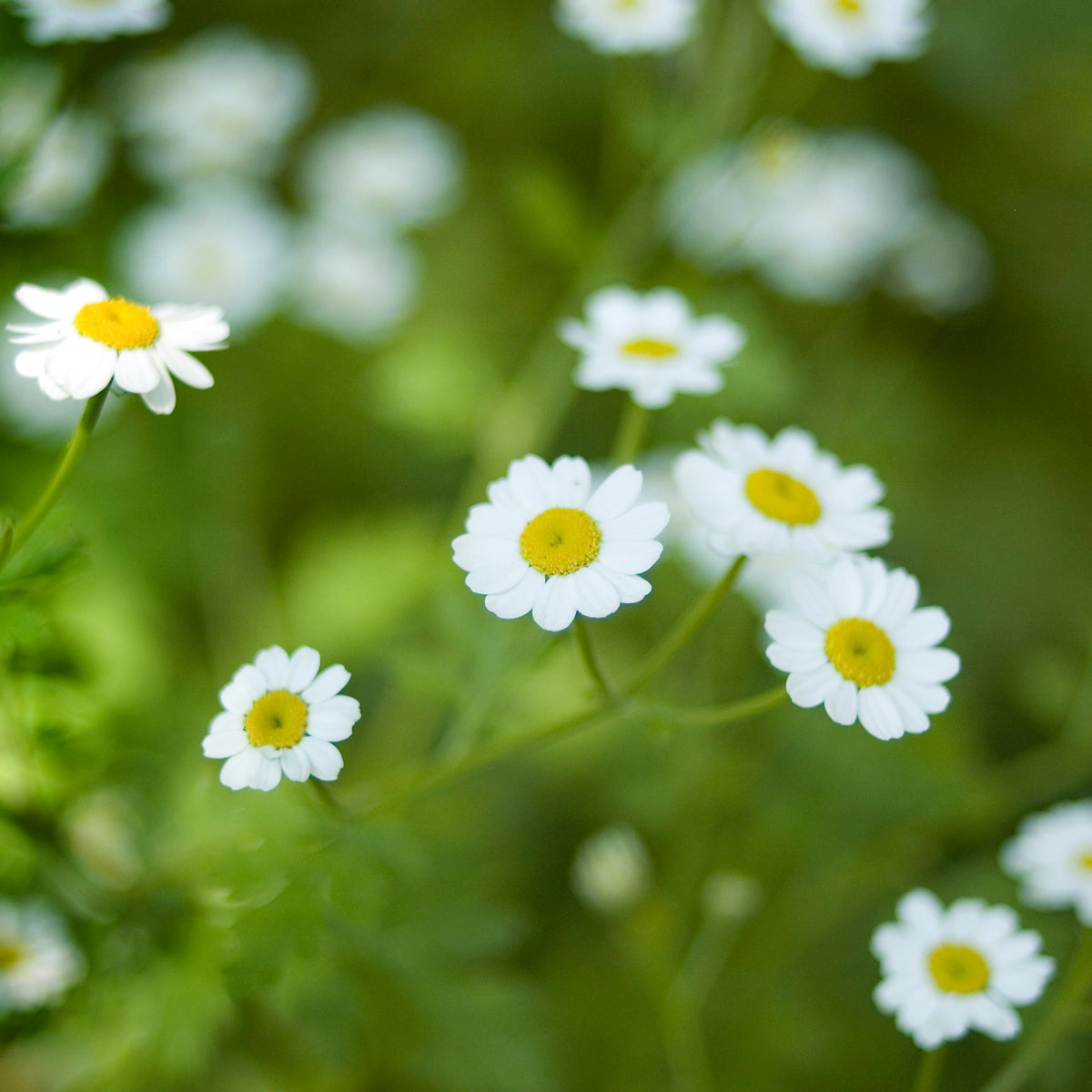 White single flowers of Tanacetum parthenium, representative of Vegmo Single; Dr Paul G Tuli CC BY-SA 3.0 Wikimedia Commons