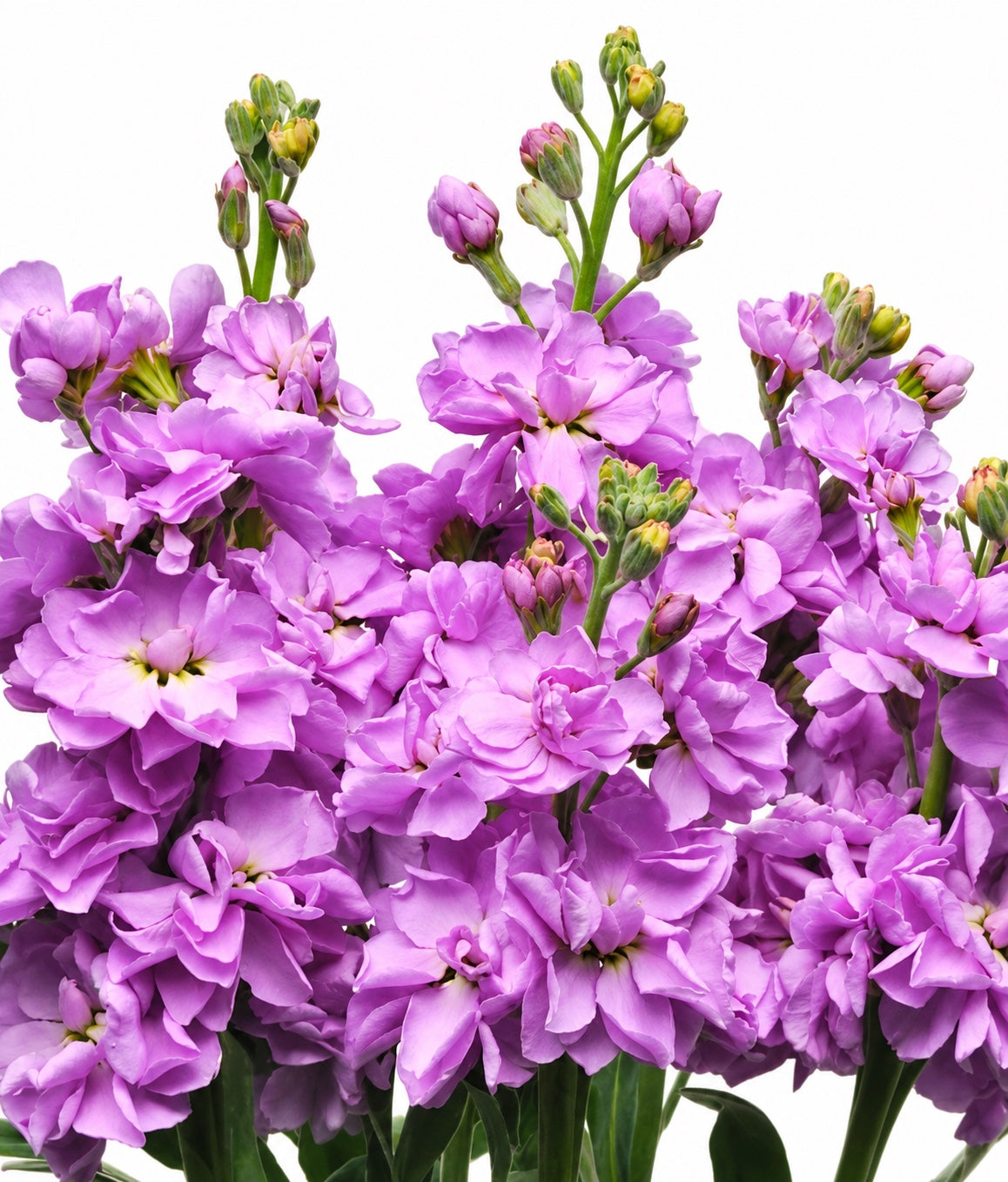 Lavender-purple stock flower spikes in bloom, mature flower reference for Katz Lavender Blue