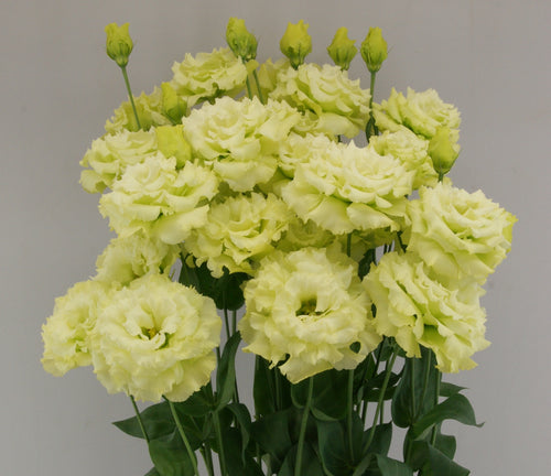 Celeb 2 Mint Green lisianthus mature blooms. Photo credit: Sumika.