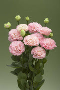 Corelli 3 Apricot lisianthus mature blooms. Photo credit: Takii.