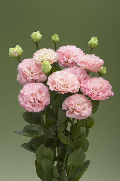 Corelli 3 Apricot lisianthus mature blooms. Photo credit: Takii.