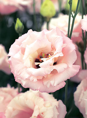 Corelli Light Pink lisianthus mature blooms. Photo credit: Takii.