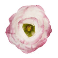 Rosita Pink Picotee lisianthus mature bloom. Photo credit: Sakata Ornamentals.