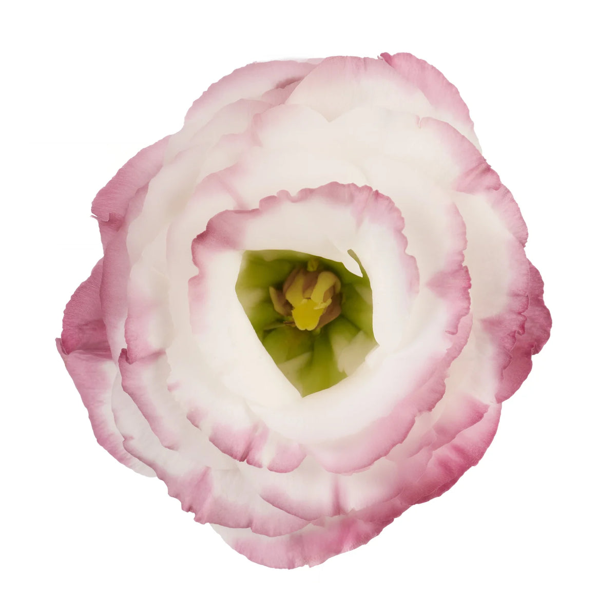 Rosita Pink Picotee lisianthus mature bloom. Photo credit: Sakata Ornamentals.