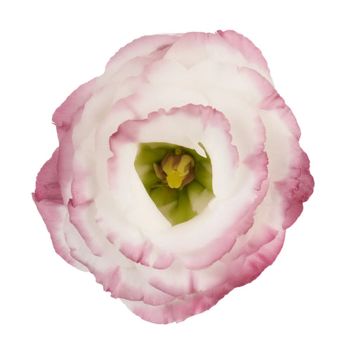 Rosita Pink Picotee lisianthus mature bloom. Photo credit: Sakata Ornamentals.