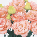 Voyage 2 Light Apricot lisianthus mature blooms; sold as starter plugs