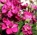 Representative Matthiola incana blooms; not a confirmed photo of Katz Formula Mix. Photo Wildfeuer CC BY 2.5 via Wikimedia Commons