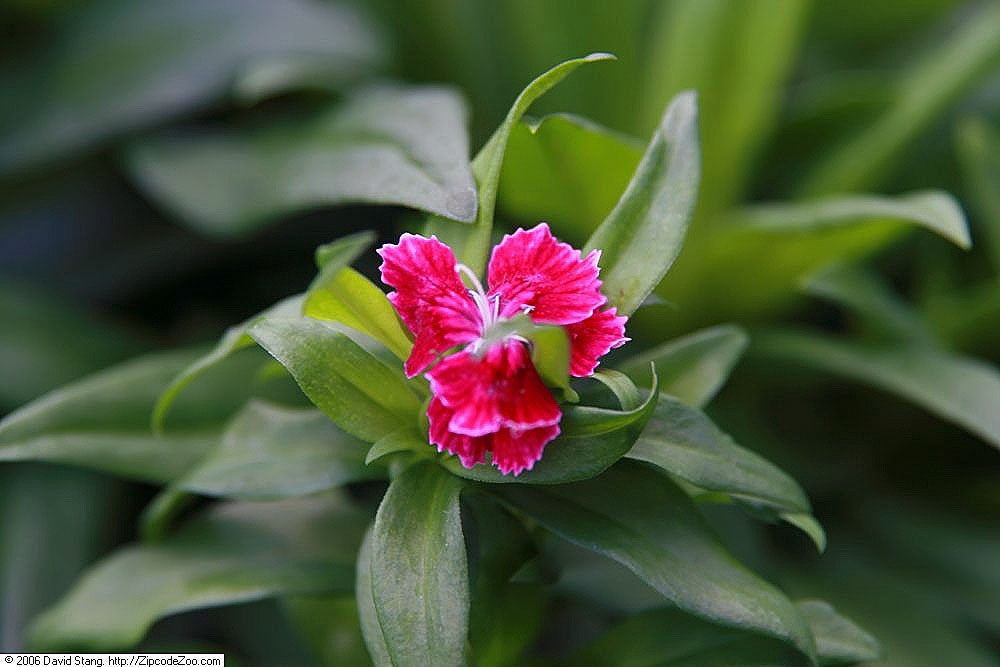 Sweet William Dianthus barbatus flower clusters representative of the species, not cultivar-certified Neon Purple, David J. Stang CC BY-SA 4.0 Wikimedia Commons