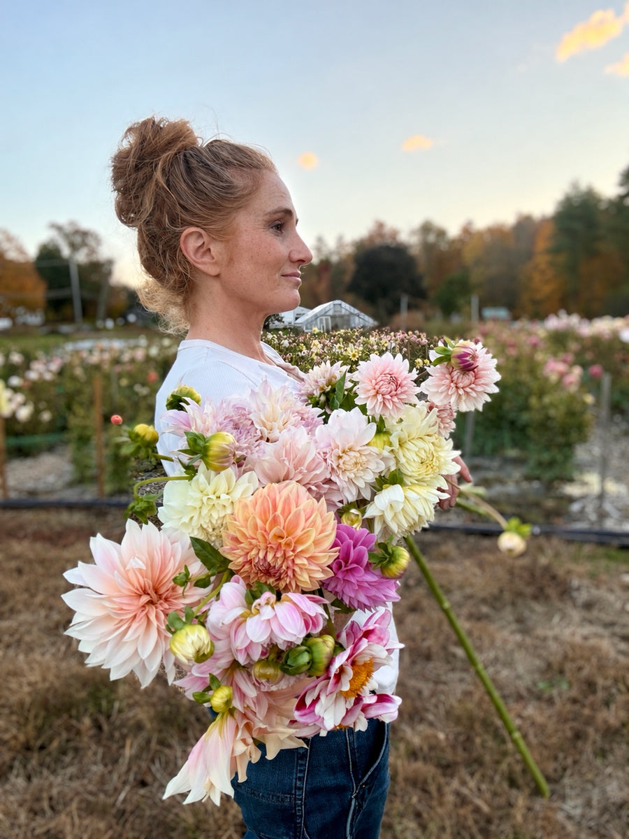 Ami O'Grady holding armfuls of pastel dahlias in her flower field at The Bloomery