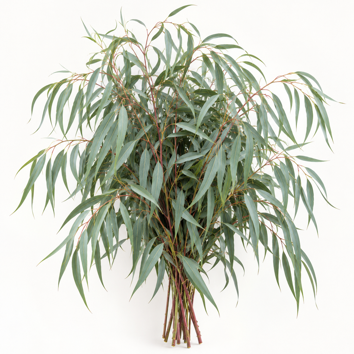 Illustrative mature Willow Eucalyptus nicholii foliage with slender blue-green leaves on red stems; AI generated, not an exact specimen photograph.