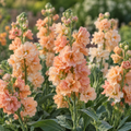 AI-generated illustrative depiction of Stock Iron Apricot mature peach-colored flowers, not a photograph of the actual plants.